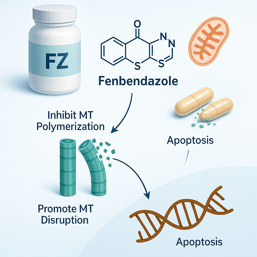 Diagram showing fenbendazole (FZ) being internalized into a cell, where it inhibits microtubule (MT) polymerization and promotes MT disruption, leading to apoptosis (programmed cell death) of the cancer cell. Includes illustrations of cell membrane, mitochondria, endoplasmic reticulum, and DNA.